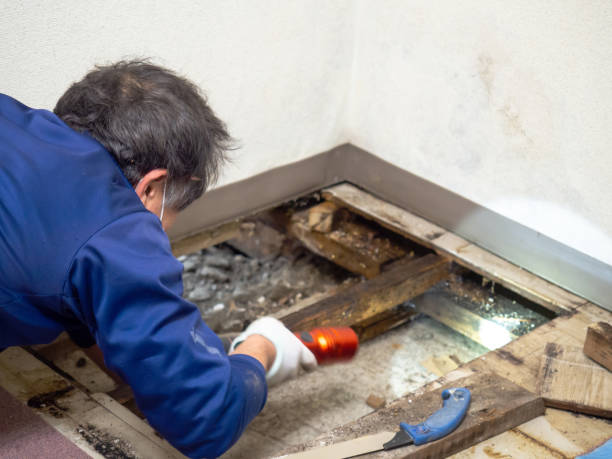 Best Mold Cleaning Services  in Glenpool, OK
