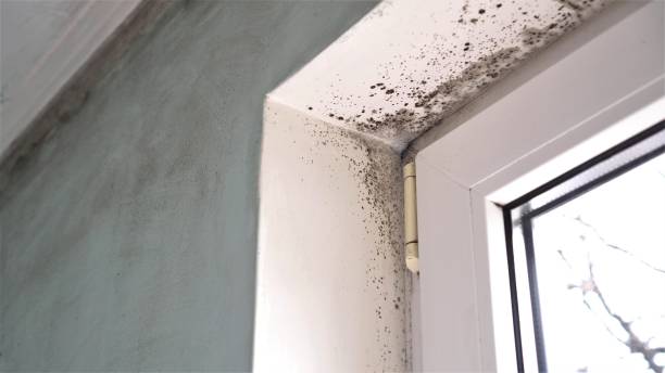 Best Mold Damage Repair  in Glenpool, OK