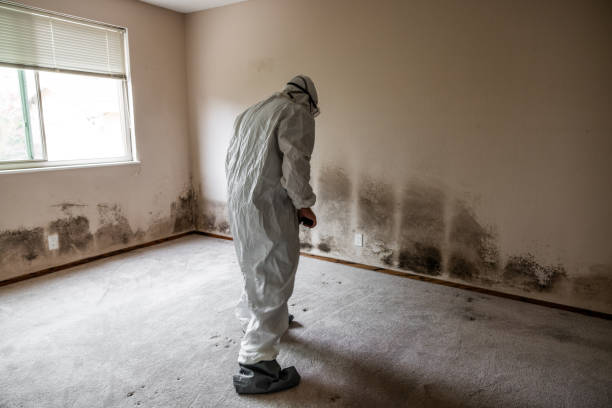 Reliable Glenpool, OK Mold Removal Solutions