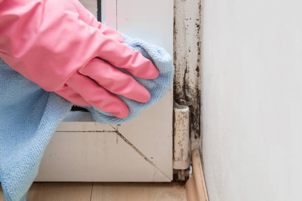 Certified Mold Removal